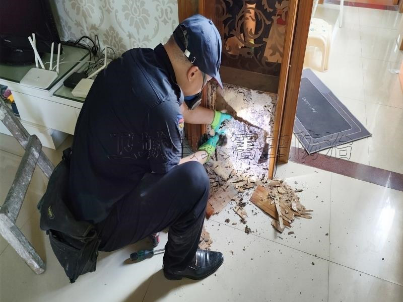 海珠区华洲白蚁防治,广州市海珠华洲灭白蚁公司