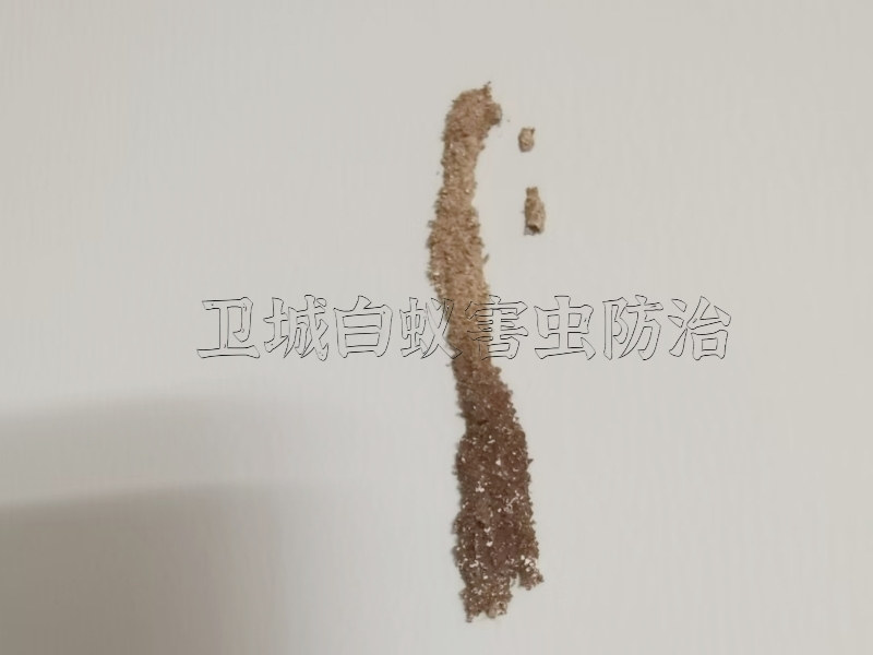 深圳宝安西乡白蚁防治中心,西乡灭白蚁公司,宝安西乡白蚁防治,