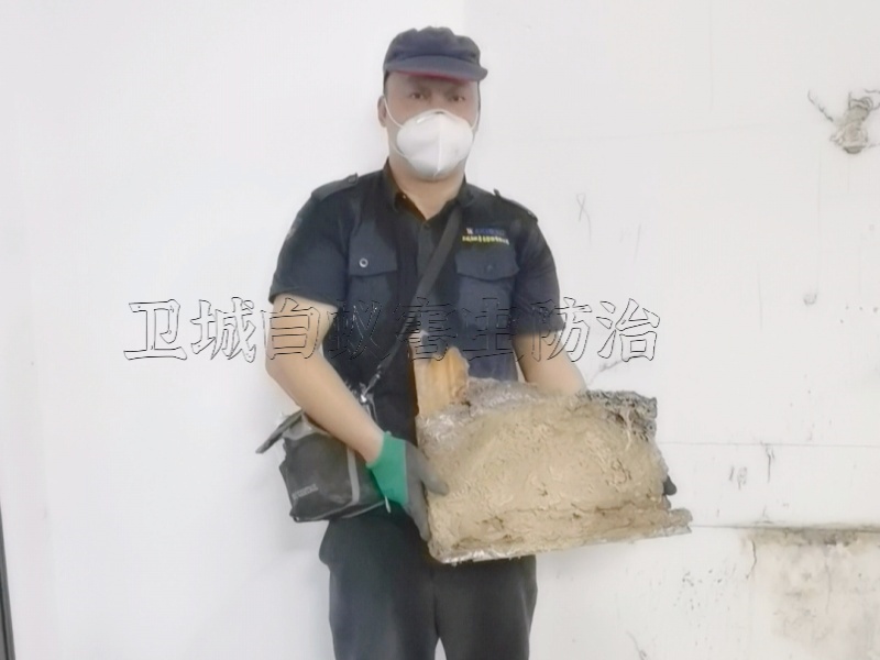 惠阳白蚁防治公司-大亚湾灭白蚁机构-西区除白蚁公司电话