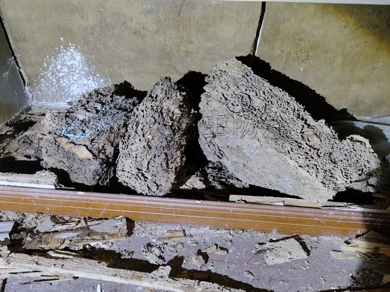 龙华白蚁防治中心,布吉灭除白蚁公司这家错不了